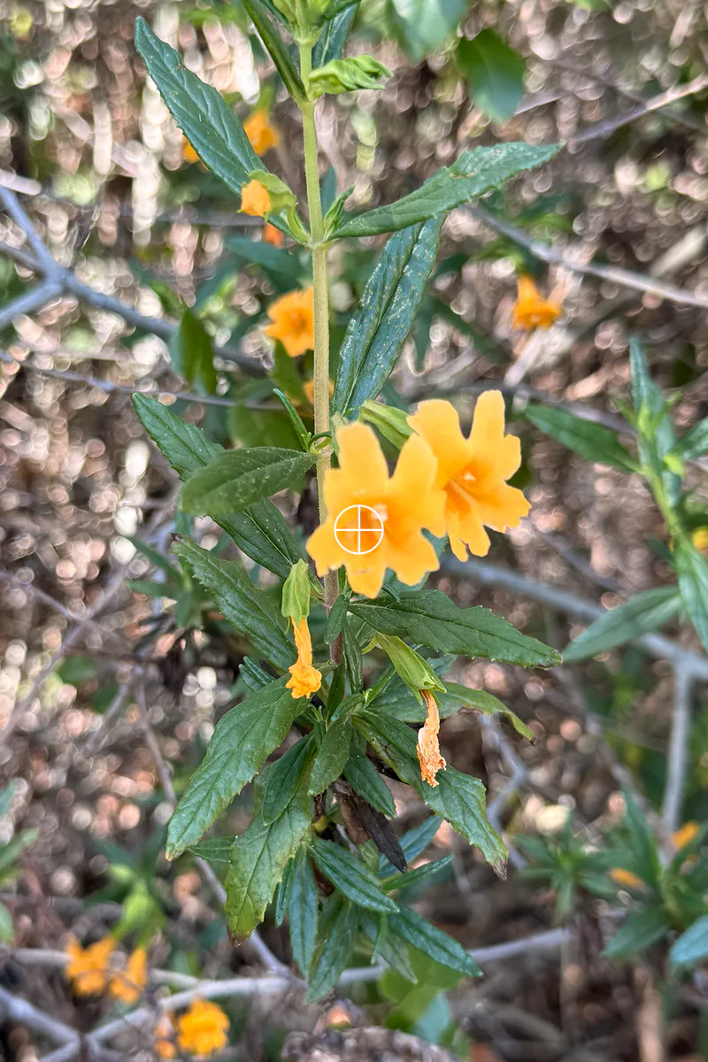 Orange desert flower centered beneath the ColorPickr sampling reticle